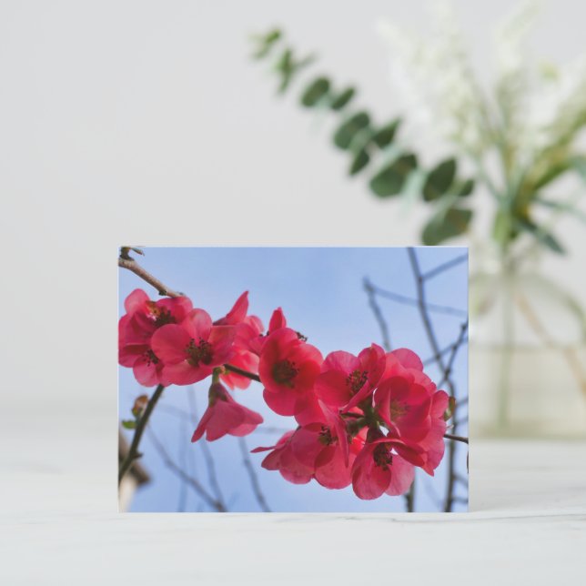 Chaenomeles speciosa vykort (Stående Fram)