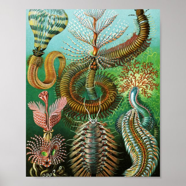 Chaetopoda illustration av Ernst Haeckel Poster (Framsidan)