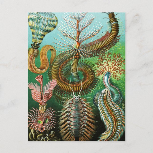 Chaetopoda illustration av Ernst Haeckel Vykort (Framsida)