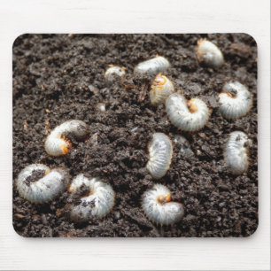 Chafer Larva Musmatta