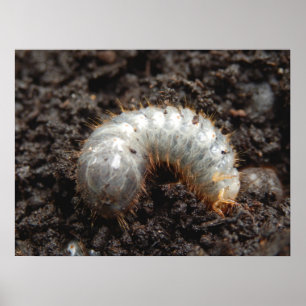 Chafer Larva Poster