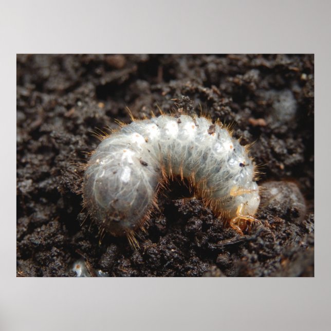 Chafer Larva Poster (Framsidan)