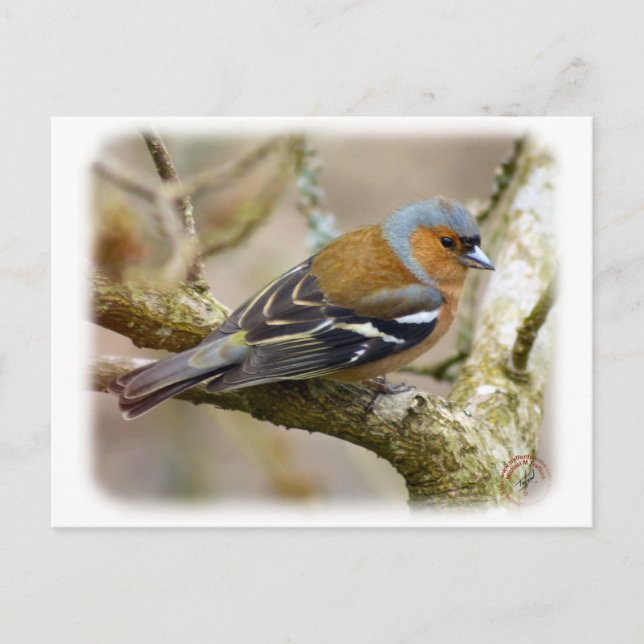 Chaffinch 8R84D-22 Vykort (Framsida)