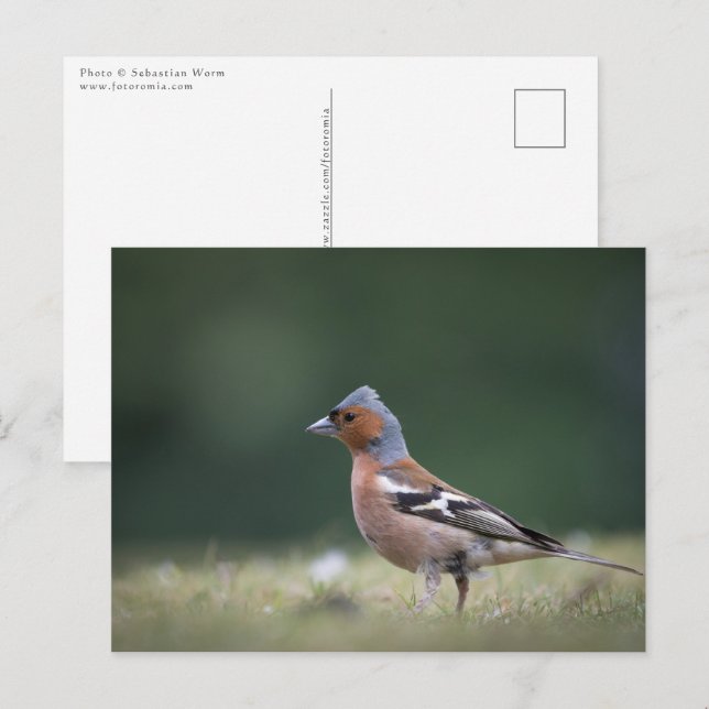 Chaffinch Bird Nature Photo Vykort (Fram/baksida)