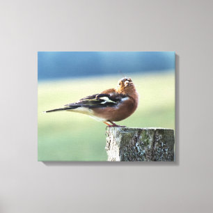 CHAFFINCH CANVASTRYCK