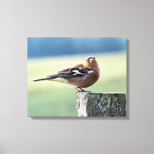 CHAFFINCH CANVASTRYCK (Framsida)