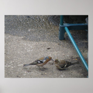 Chaffinch-Chicken Hämtar Matat utskrift Poster