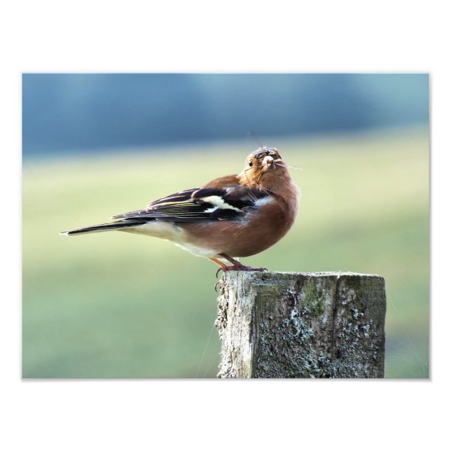 CHAFFINCH FOTOTRYCK (Framsidan)