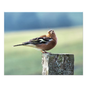 CHAFFINCH FOTOTRYCK
