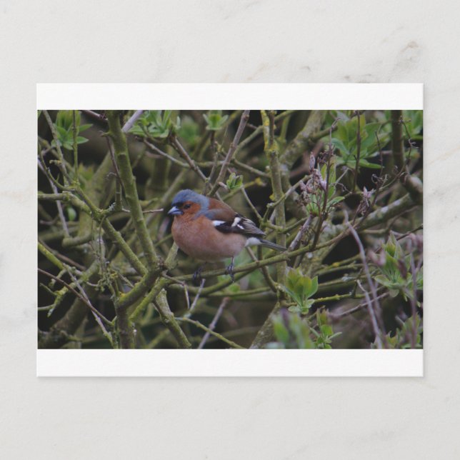 Chaffinch i Träd Vykort (Framsida)