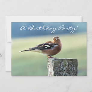 CHAFFINCH INBJUDNINGAR