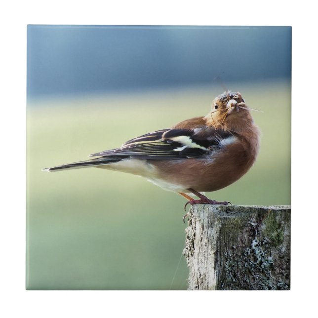 CHAFFINCH KAKELPLATTA (Framsidan)