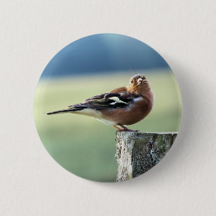 CHAFFINCH KNAPP