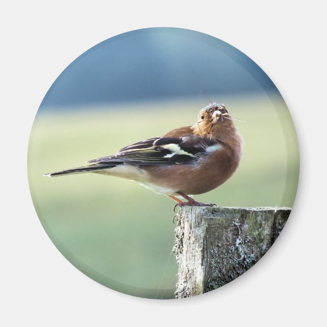 CHAFFINCH MAGNET (Framsidan)