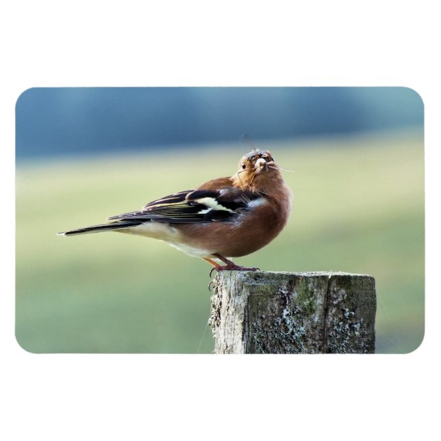 CHAFFINCH MAGNET (Horisontell)