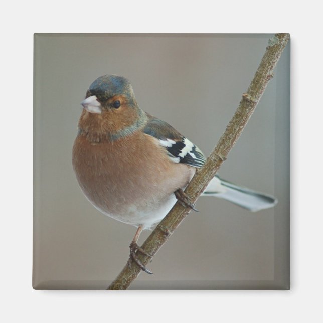Chaffinch Magnet (Framsidan)