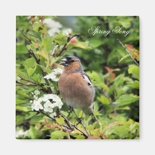 CHAFFINCH MAGNET (Framsidan)