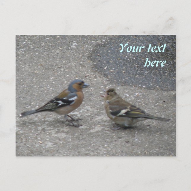 Chaffinch Matar vykort för Anpassningsbar till mig (Framsida)