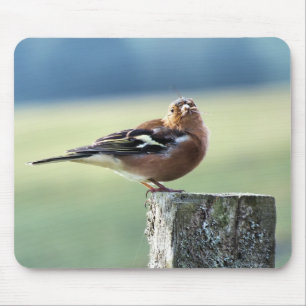 CHAFFINCH MUSMATTA