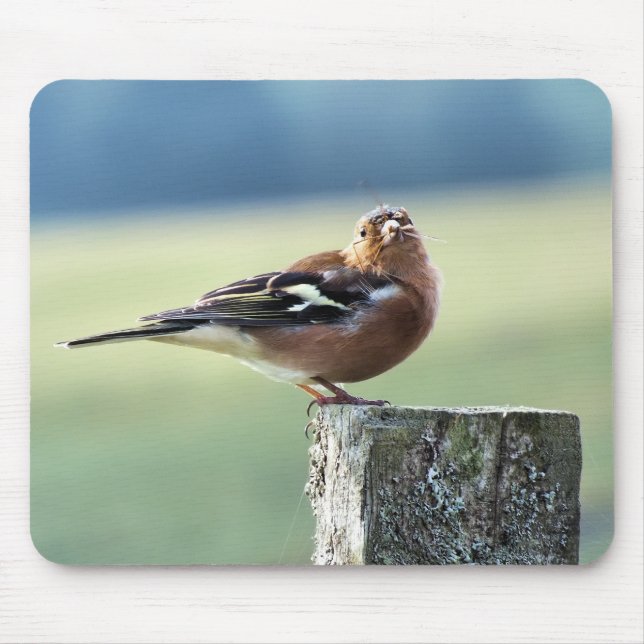 CHAFFINCH MUSMATTA (Framsidan)