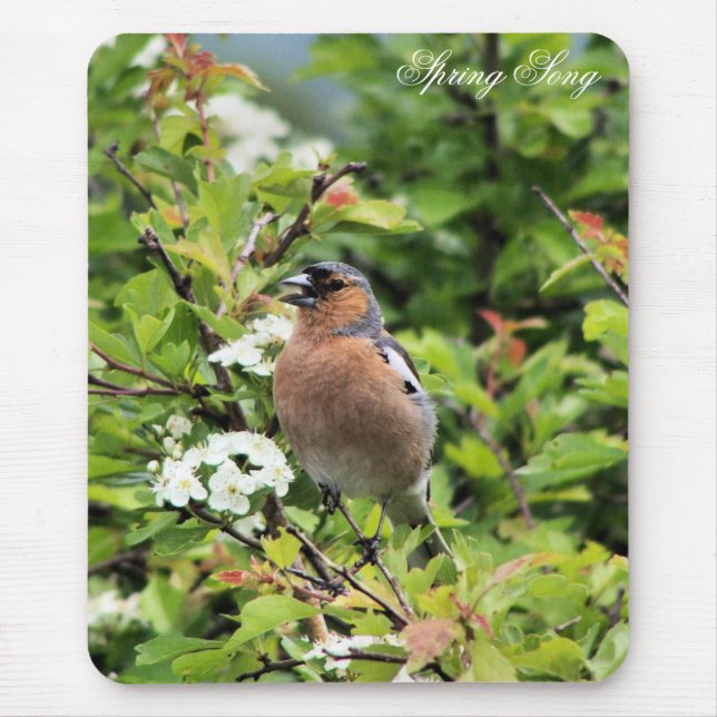 CHAFFINCH MUSMATTA (Framsidan)