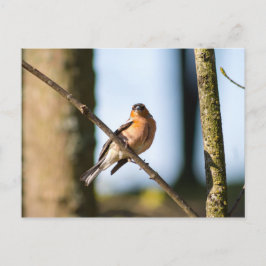 Chaffinch på gren vykort