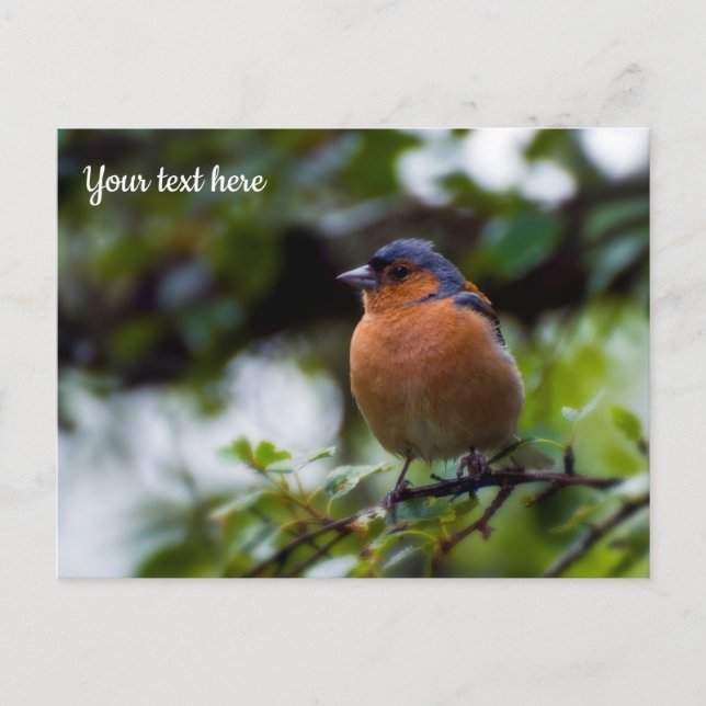 Chaffinch Postcard Vykort (Framsida)