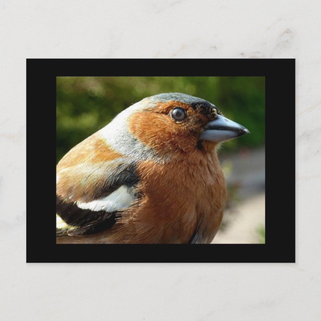 Chaffinch PostCard Vykort (Framsida)