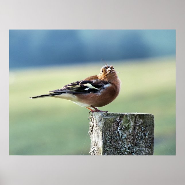 CHAFFINCH POSTER (Framsidan)