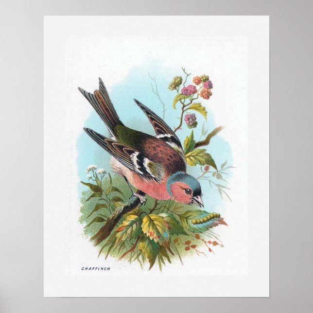 Chaffinch Poster (Framsidan)