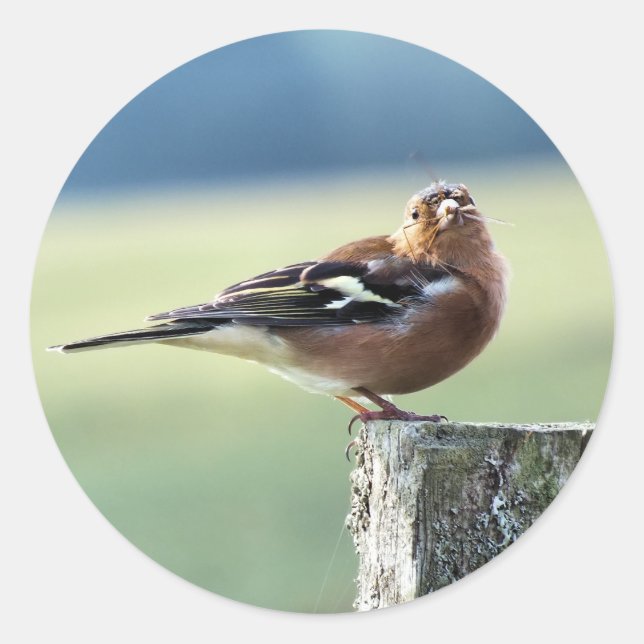 CHAFFINCH RUNT KLISTERMÄRKE (Framsida)