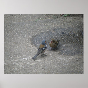 Chaffinch-sjungor för den här leverantören Skriv u Poster