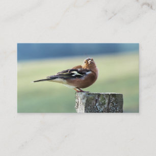 CHAFFINCH VISITKORT