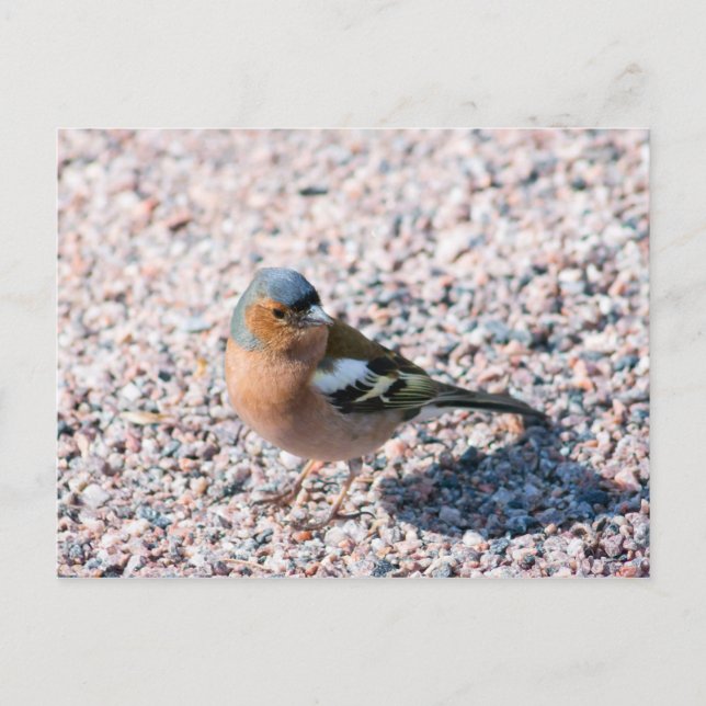 Chaffinch Vykort (Framsida)