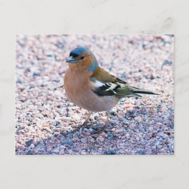 Chaffinch Vykort (Framsida)