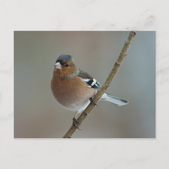 Chaffinch - vykort (Framsida)