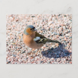 Chaffinch Vykort