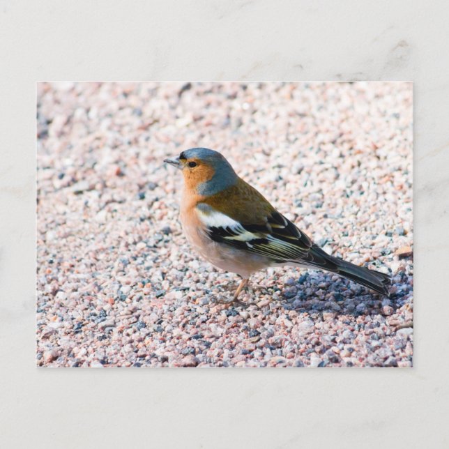 Chaffinch Vykort (Framsida)