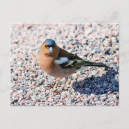 Chaffinch Vykort