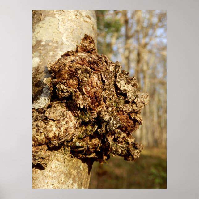 Chaga Mushroom Poster (Framsidan)
