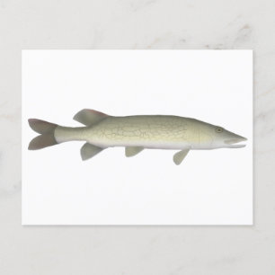 Chain Pickerel Vykort
