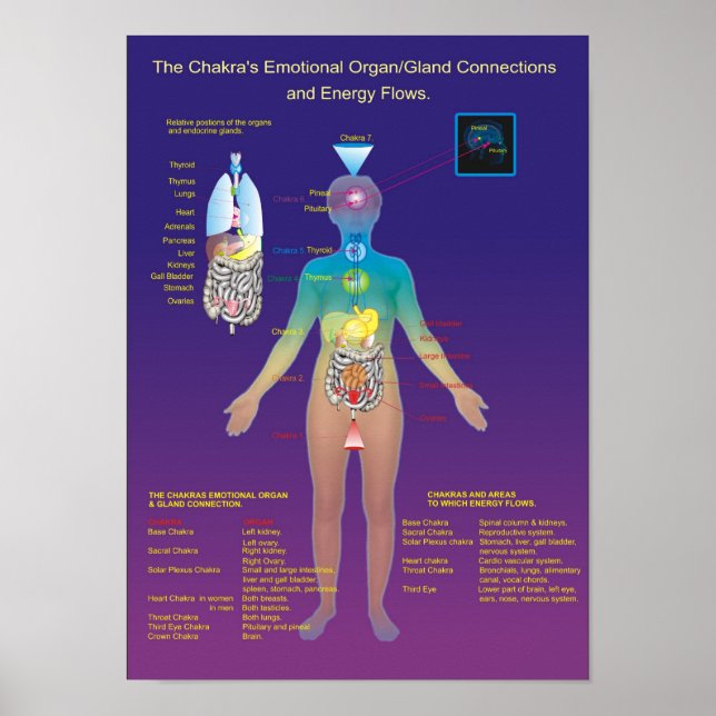 Chakra Organ/Gland och energiflöde Poster (Framsidan)