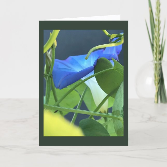 Chalice-of-Blue Morning Glory Blank  Kort (Framsida)
