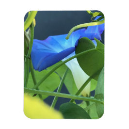 Chalice-of-Blue Morning Glory Magnet