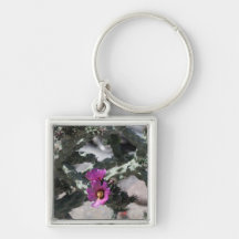 Challa Kaktus i blomning