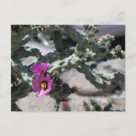 Challa Kaktus i blomning Helg Vykort