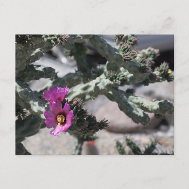 Challa Kaktus i blomning Helg Vykort (Framsida)