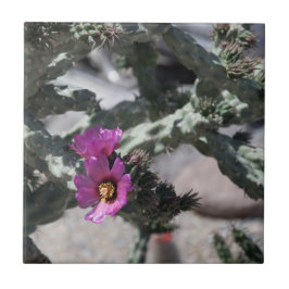 Challa Kaktus i blomning Kakelplatta
