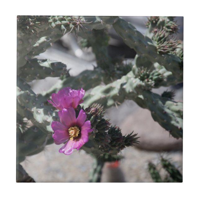 Challa Kaktus i blomning Kakelplatta (Framsidan)