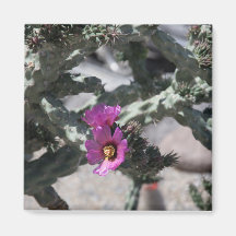 Challa Kaktus i blomning